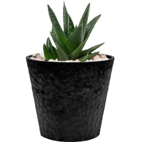 aloe-vera-mini