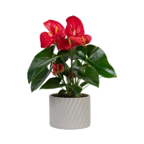 anthurium-red