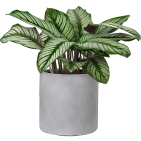 calathea-sanderiana