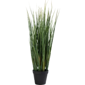 lemon-grass