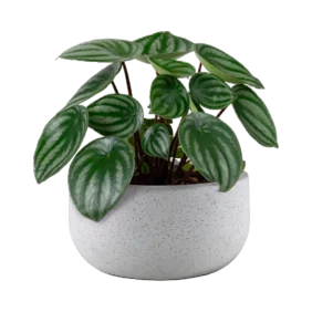 peperomia