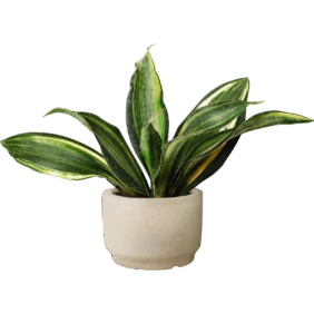 snake-plant